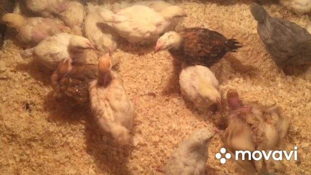 Жизнь во время пандемии на хозяйстве/Успокаиваем нервы смотреть онлайн
