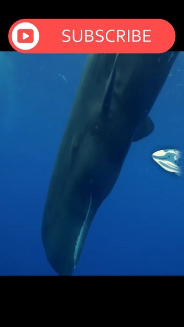 🐋 A tooth for a bride #shorts #short 🐳 смотреть онлайн