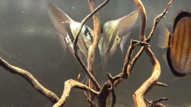 Pterophyllum altum orinoco смотреть онлайн