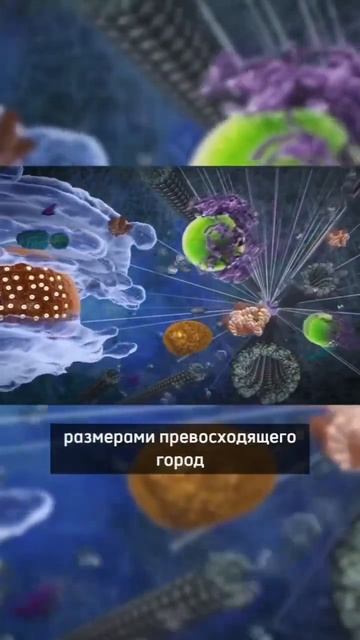 Шокирующая информация о простой клетке! 🔬#человек #мирбезграниц #здоровьесемьи #фактымира #факты смотреть онлайн