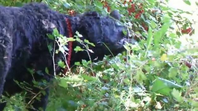 Воровство смородины смотреть онлайн