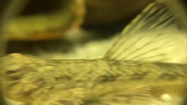 Hexenwels unter der Lupe 🔍 Rineloricaria fallax Zwergharnischwels platyura смотреть онлайн