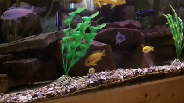 Malawi Mbuna Cichlids смотреть онлайн