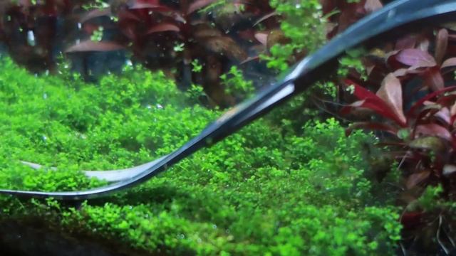 Trimming Dwarf Baby Tears (Hemianthus callitrichoides 'Cuba') смотреть онлайн