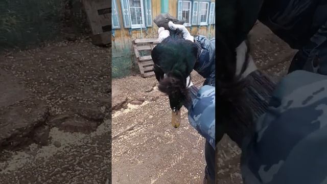 Каюга канадская, скрещенная дикая и домашняя утка.Ковагал, коваг, симес,хура ковагал.Берите на плем смотреть онлайн