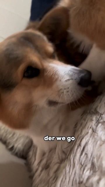 Corgi Noise Compilation #corgi #dogs смотреть онлайн