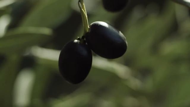 DELEYDA | Premium | Extra Virgin Olive Oil смотреть онлайн