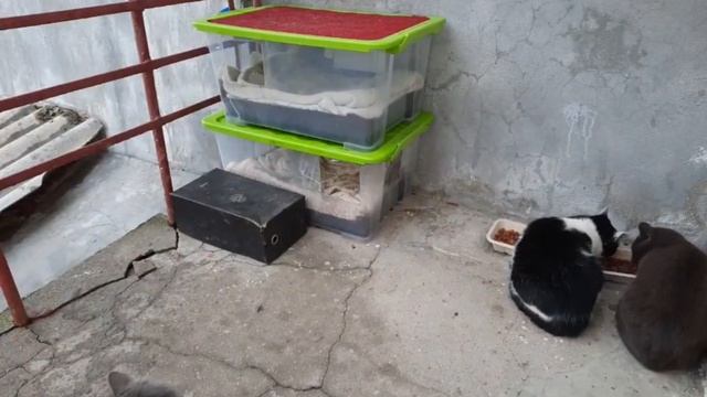 Cats in winter/уличные кошки зимой смотреть онлайн