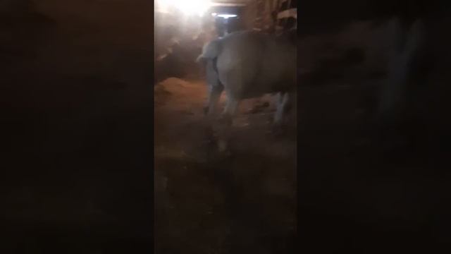 лошадь против авто, случка лошадей, жеребец "элита" в конюшне смотреть онлайн