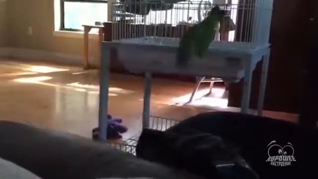 Попугайи приколы #2 смотреть онлайн