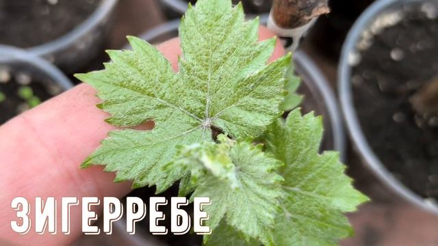 Как по листьям отличить сорт винограда.