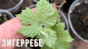 Как по листьям отличить сорт винограда.