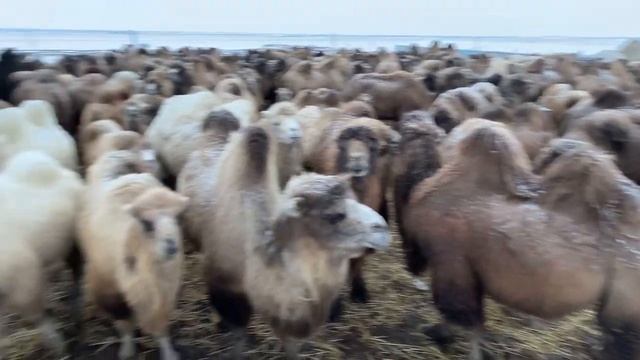 150 верблюдов🐫🐫🐫🐫 смотреть онлайн