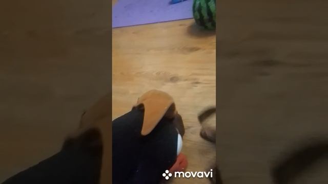 Казимира и её друзья 2 серия "Как разделить арбуз?", Издательство Казимирово. смотреть онлайн