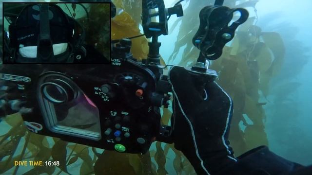 Metridiummy Melibe Mine | THE DIVE VLOG — EP 01 | Underwater Vlogging in Monterey Bay смотреть онлайн