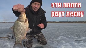 РЫБАЛКА НА КРУПНОГО КАРАСЯ ЗИМОЙ