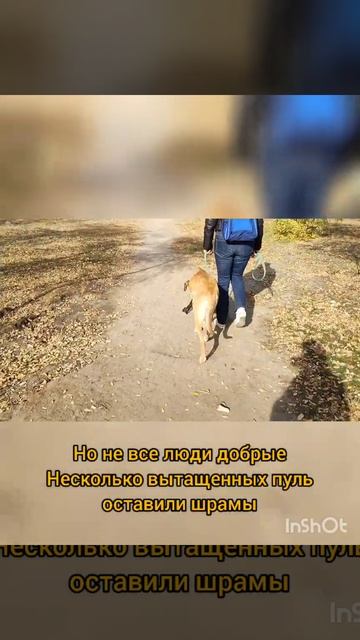 Рыжий ищет дом! смотреть онлайн
