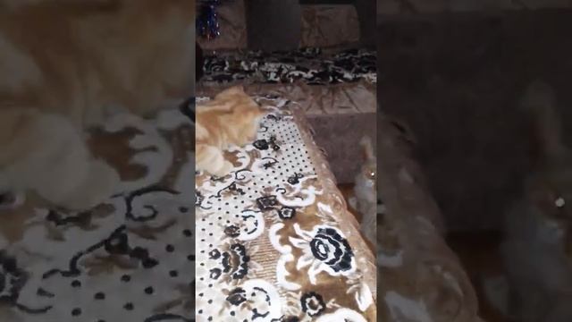 Самый красивый кот!!! смотреть онлайн