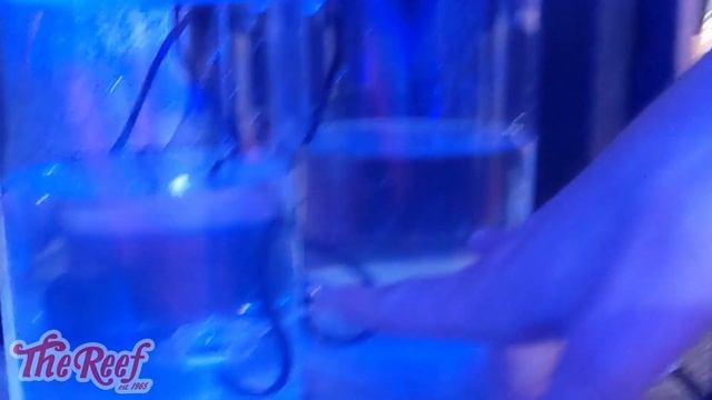 NEPTUNE SYSTEM ON THE 450 GAL REEF DISPLAY | The Best Aquarium Automation | The Reef Aquarium Shop смотреть онлайн