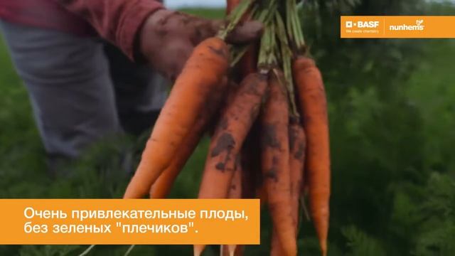 Морковь Брилианс F1