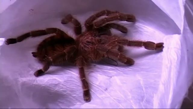 minamatrix___sp. isla margarita avicularia смотреть онлайн