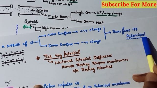 Generation and Conduction of nerve Impulse ncert| Ch-21 class11th Biology |Neural system| NEET/AIIM смотреть онлайн
