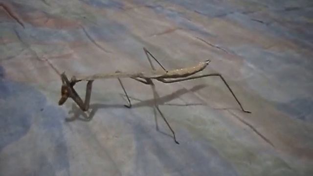 Phasmomantis смотреть онлайн