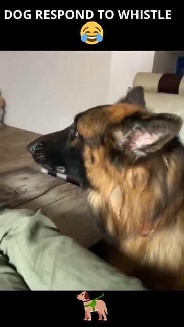 funny and cute dog responding to the whistle 😜😂he is so cute #shorts смотреть онлайн