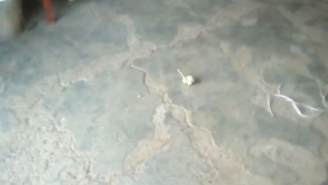 Танк поганка смотреть онлайн