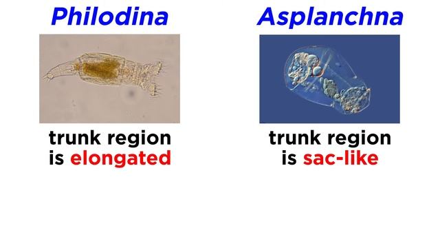 Phylum Rotifera Part 1: General Characteristics смотреть онлайн