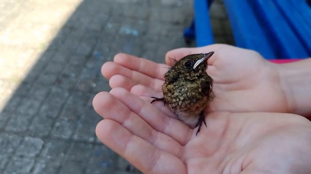 Птенчик Зяблика смотреть онлайн