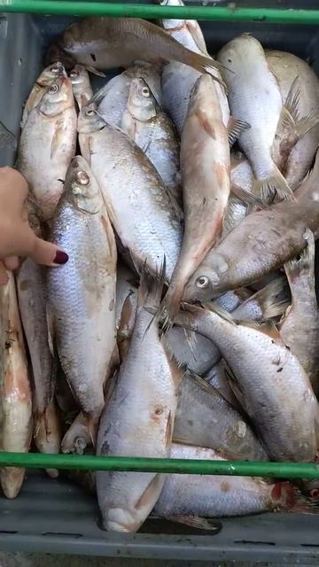 РЫБЕЦ ЦИМЛЯНСКИЙ КРУПНЫЙ смотреть онлайн