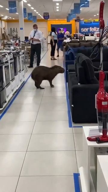 How much is that capybara. mr. seller? смотреть онлайн