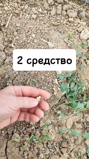 МУРАВЬЕВ БОЛЬШЕ НЕТ! Два рабочих средства от муравьев смотреть онлайн