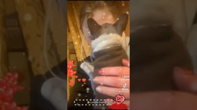 Любовь бывает разная ✋❤️🤚#video #смотреть #животные #мир #home #любовь #зузу #спасение #зузуилёля смотреть онлайн