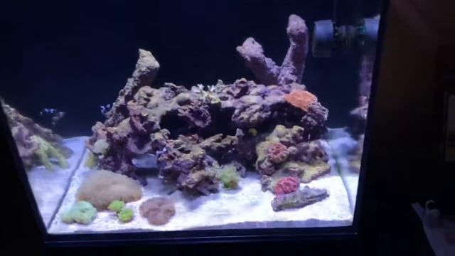 Zebra Moray Eel Care And Feeding смотреть онлайн