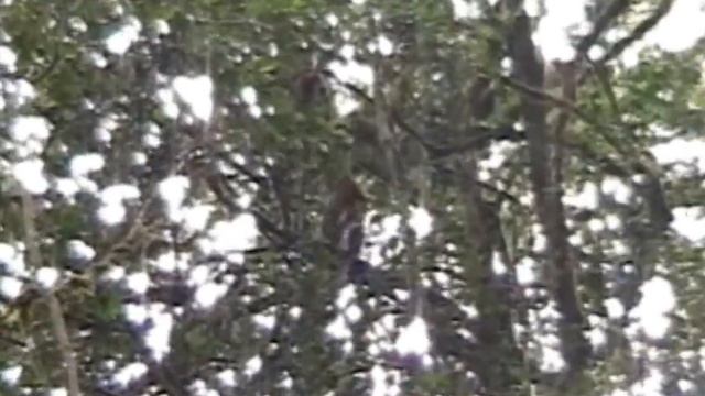 Redbellied lemur (Eulemur rubriventer) playing in rainforest at Tsinjoarivo смотреть онлайн