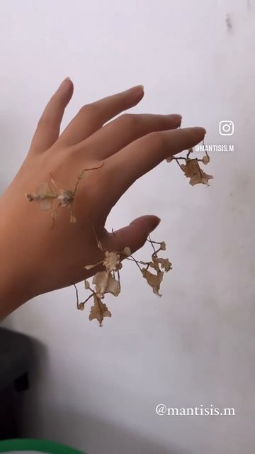 Devil’s flower mantis (Idolomantis diabolica) on my hand смотреть онлайн
