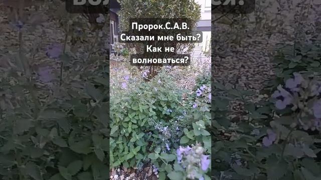 Пророк Мухаммад С.А.В.Сказал!#2024 #душанбе #iran #duet #love #garden #tajikistan #погода смотреть онлайн