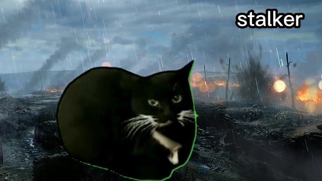 Maxwell cat в разных играх смотреть онлайн