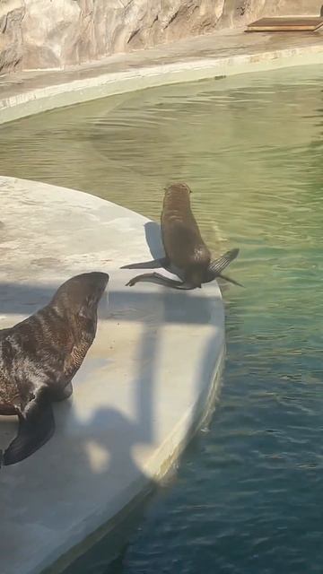 Морской котик хочет капучино смотреть онлайн