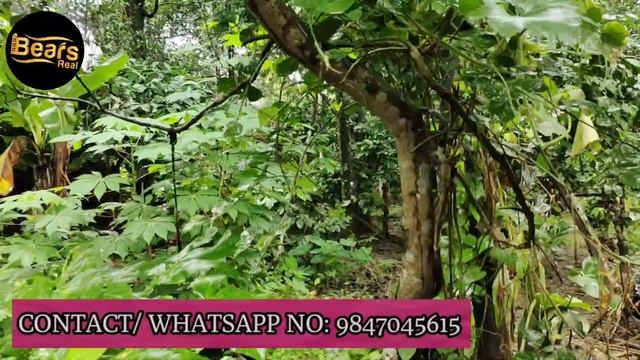 മെയിൻ റോഡ് സൈഡിലെ 51 സെൻറ് സ്ഥലവും ഓടിട്ട വീടും | 51 cent with house at Main road side | BEARS Real смотреть онлайн