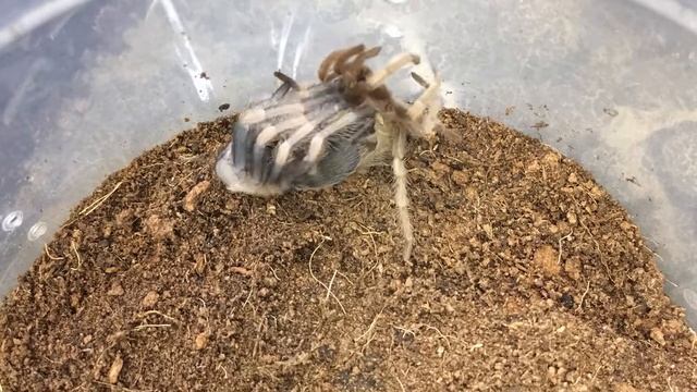 [TimeLapse] Tarantula Sling Molting смотреть онлайн