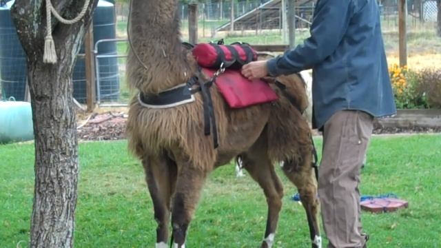 llama saddle one смотреть онлайн