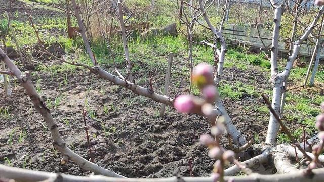 Основна обробка персика від кучерявості смотреть онлайн