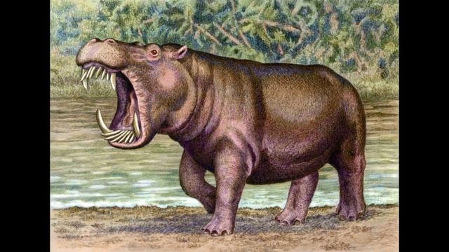 hexaprotodon sound effects смотреть онлайн