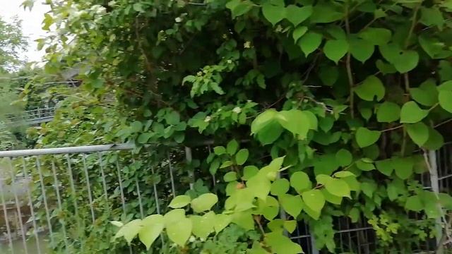 Гидроэлектростанция. Разница в высоте 3,3 метра смотреть онлайн