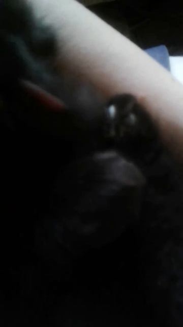 Котенок ест свой хвост смотреть онлайн