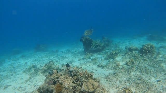 Hawksbill Sea Turtle смотреть онлайн