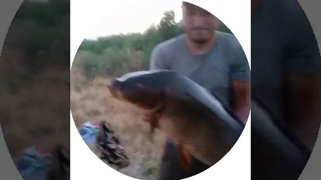 #САЗАН НА 8 -кг СЛОВ НЕТ ОДНИ ЭМОЦИИ НАСЛАЖДЕНИЕ #shorts #bakiqovi #рыбалка #видеорыбалка смотреть онлайн